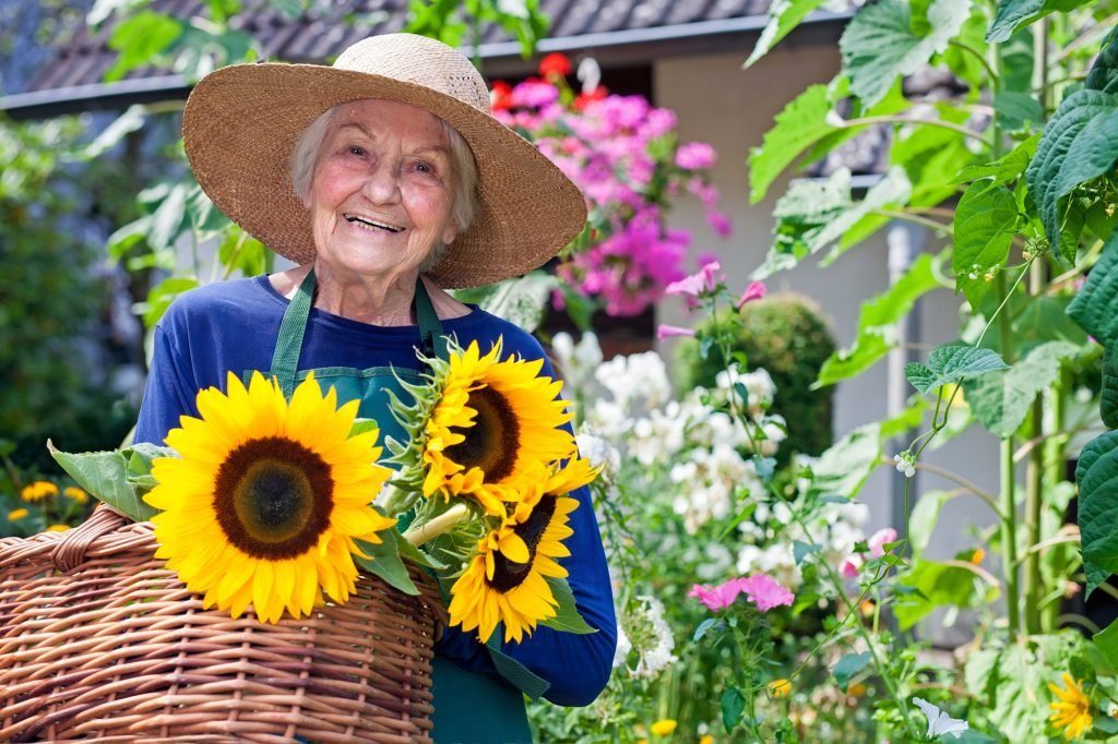 Senior woman with a large straw hat and a wicker basket with sunflowers stands in front of a large flower garden